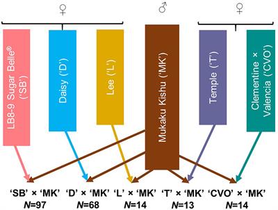 Construction of a high density genetic linkage map to define the locus conferring seedlessness from Mukaku Kishu mandarin